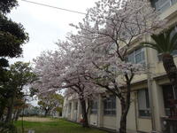 学校の桜が満開です！